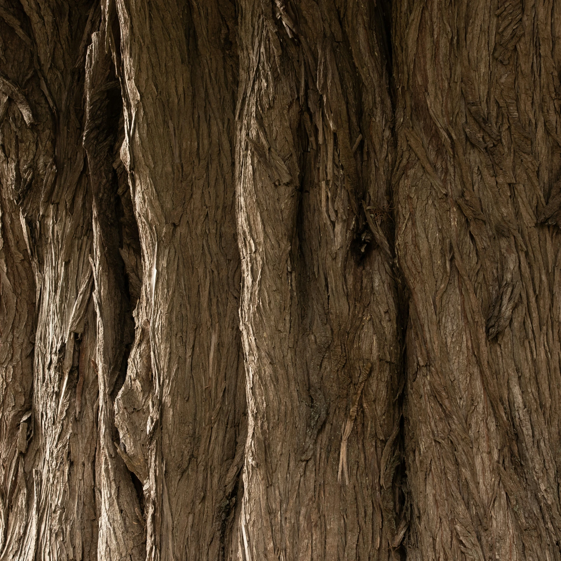 the background image of a very large tree with an ornament