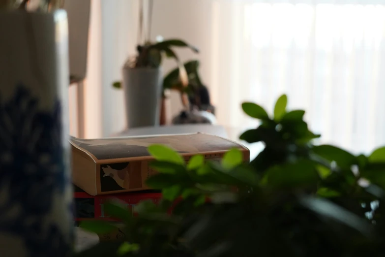 there is a plant sitting in the corner of the room