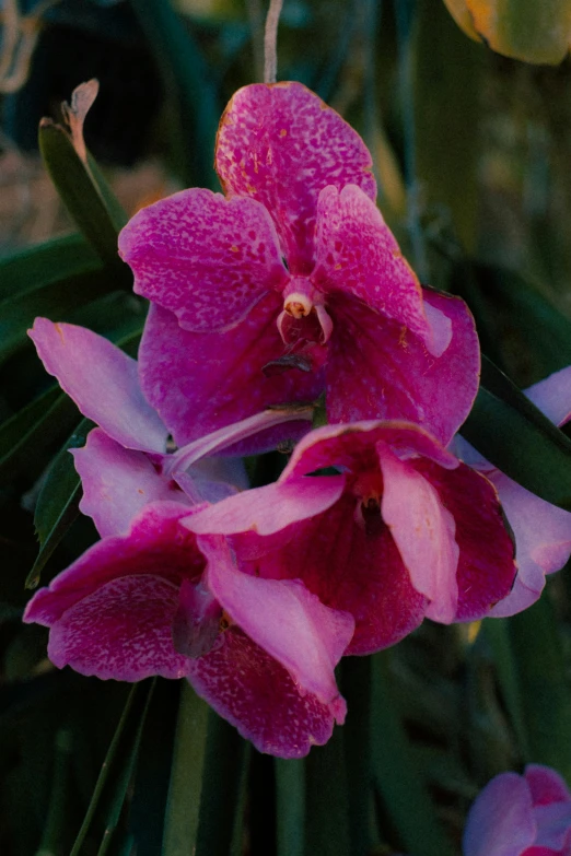 a close up of a pink flower with very large flowers