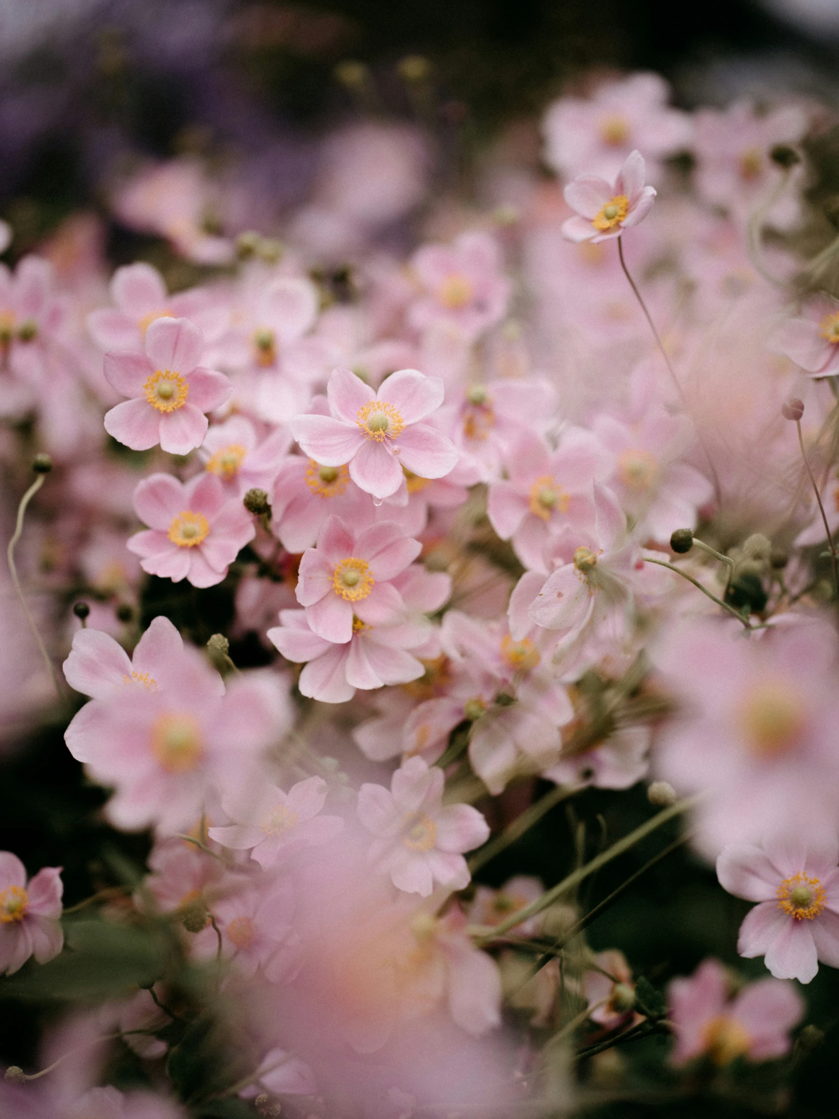 a cluster of pink flowers are in the middle of some green