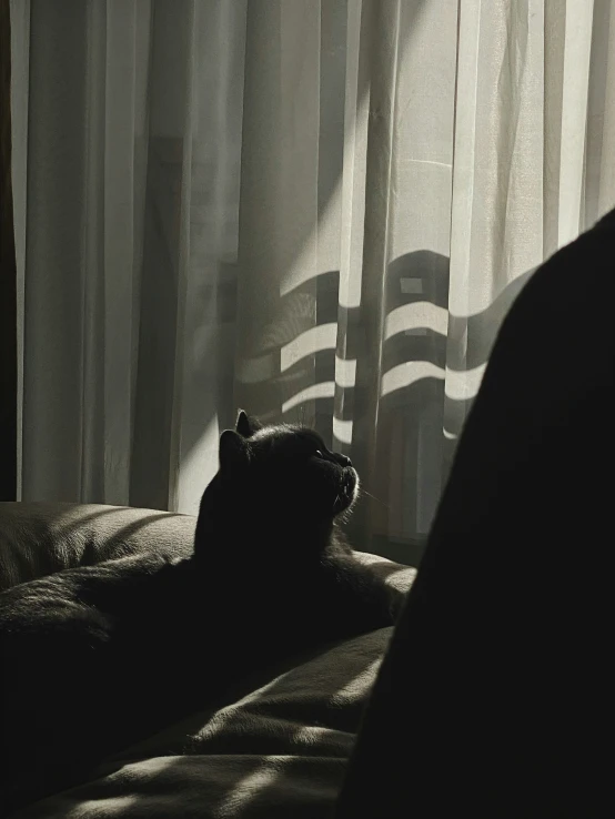 a cat resting on the back of the bed