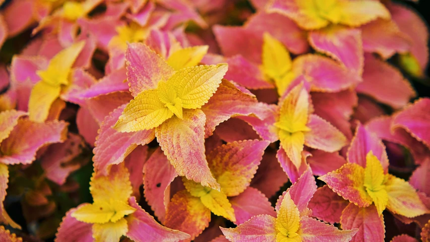 pink and yellow flowers with green leaves in the middle