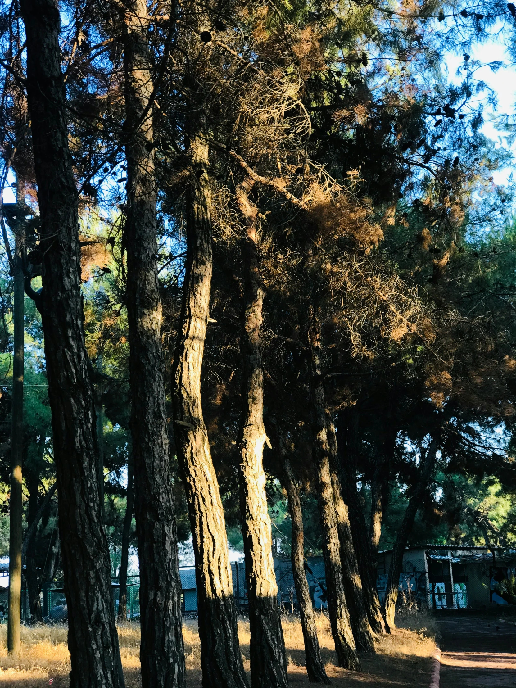 the trees are lined up beside the sidewalk