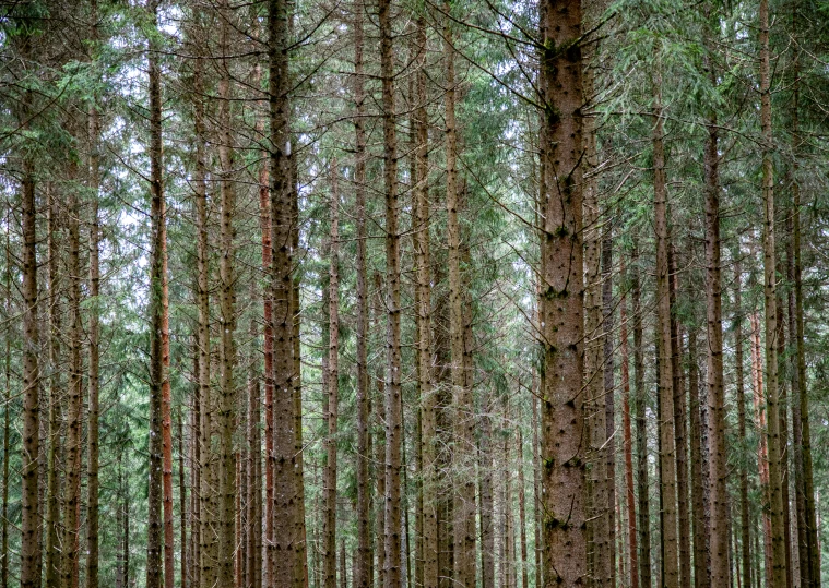 some very tall and thin trees near each other