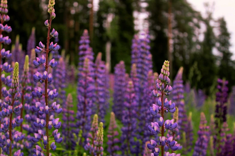 purple flowers and green plants in the forest