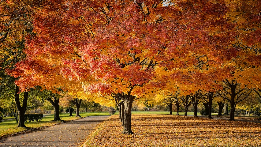 a park with many trees covered in colorful leaves