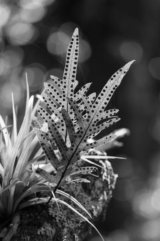 a black and white po of a leaf in the sun