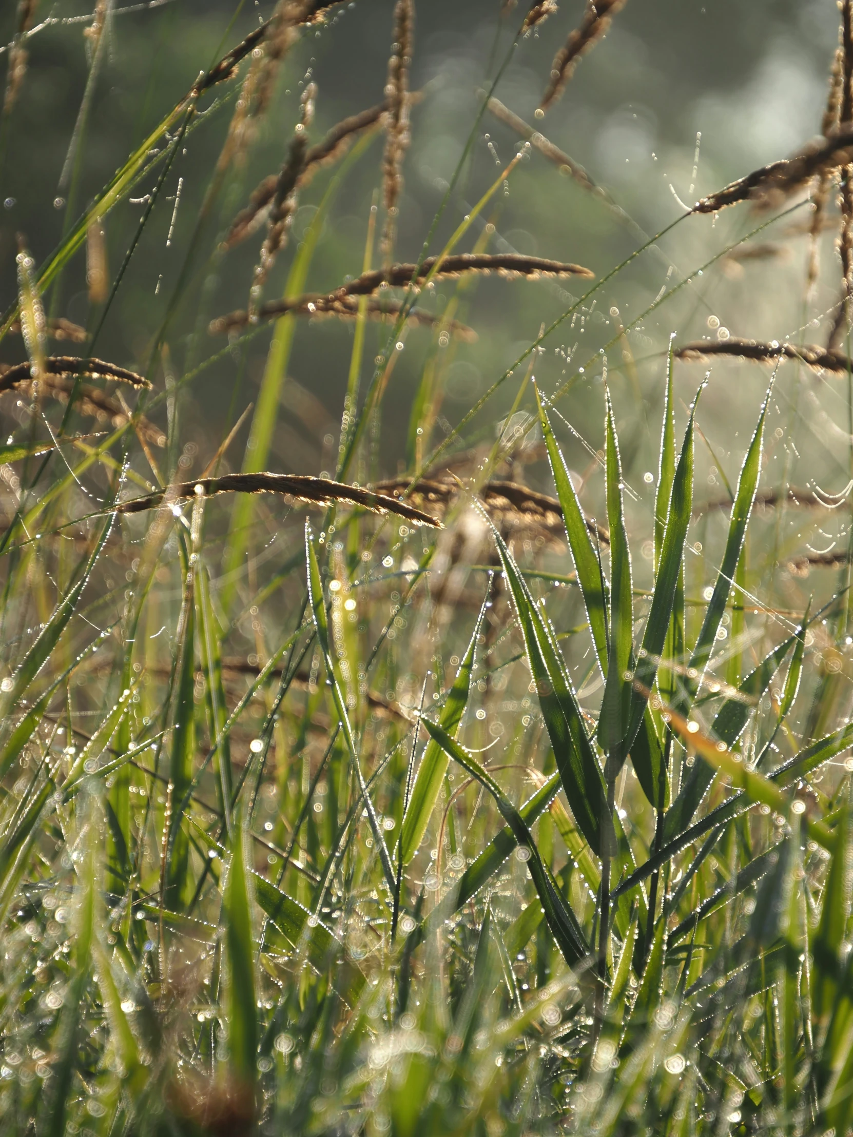 the view of the grass through the long grass