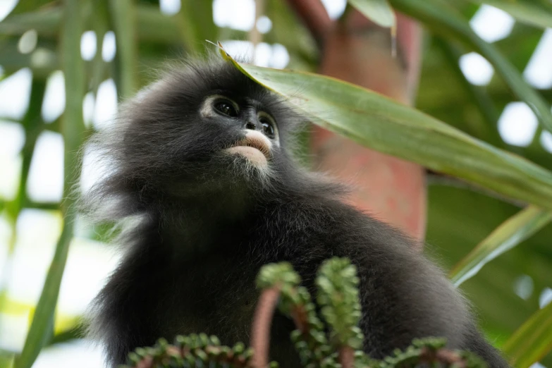 an up - close s of a monkey in a tree