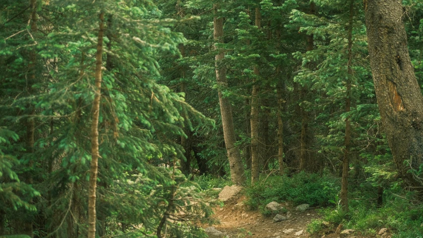 an image of a dirt path in the forest