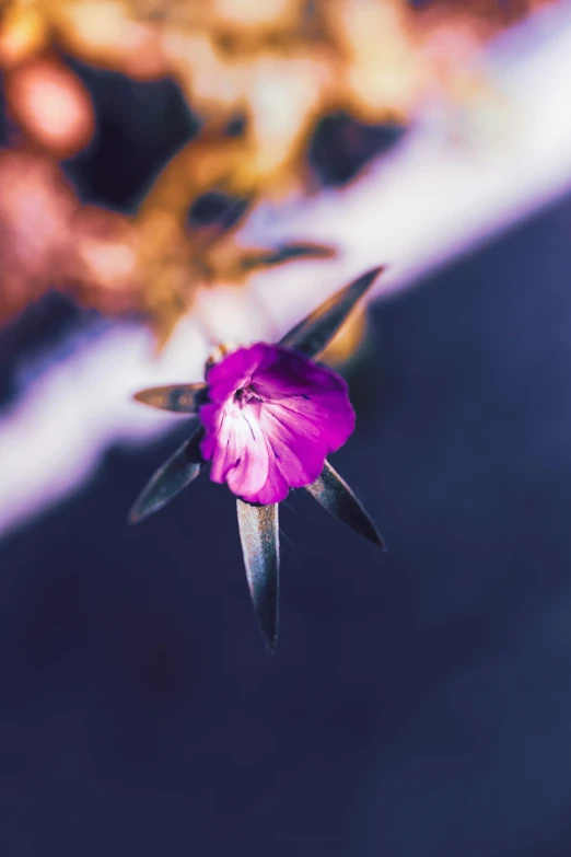 a single purple flower sitting on top of a table