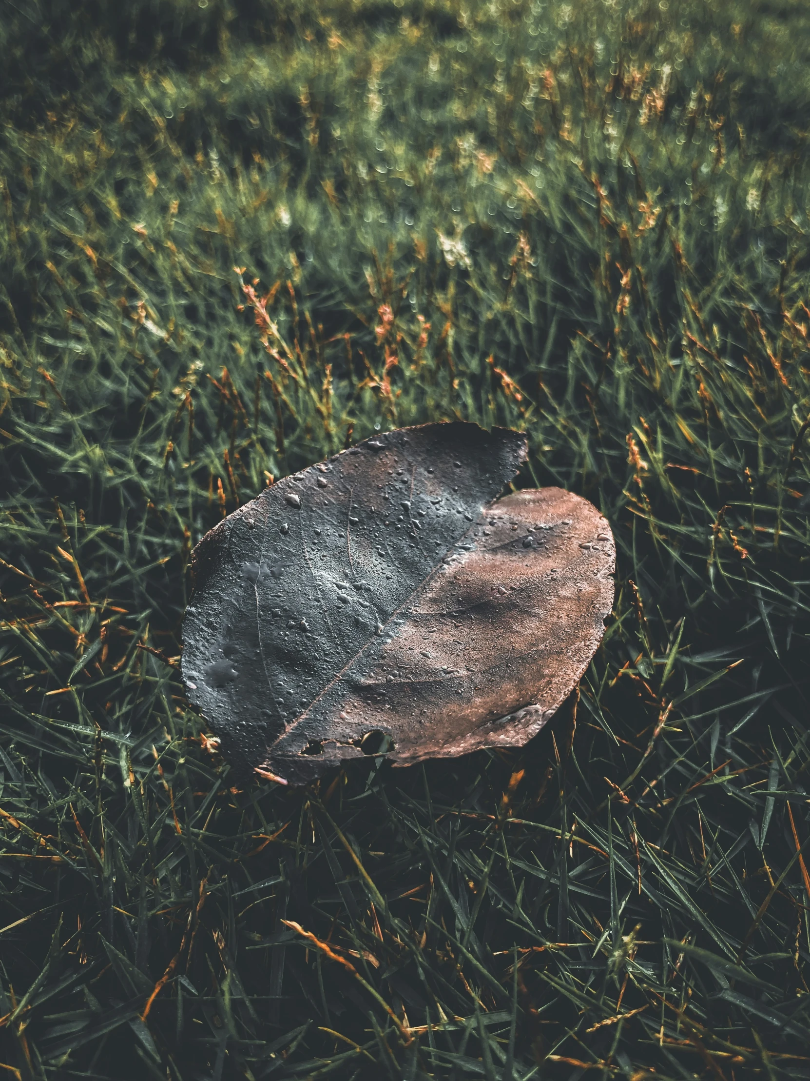 a rock in the grass covered in snow