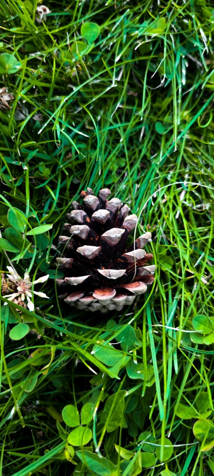a single pine cone is nestled in some grass