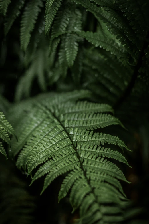 a close - up of a plant with leaves in front