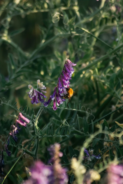 purple flower in the middle of grassy field