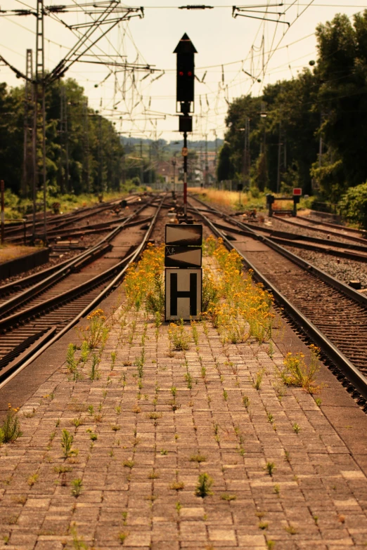 a stoplight sits on the edge of a railroad track