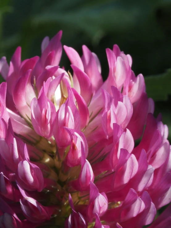 a bee sits on top of a pink flower