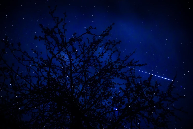 trees in the moonlight with a faint airplane passing over