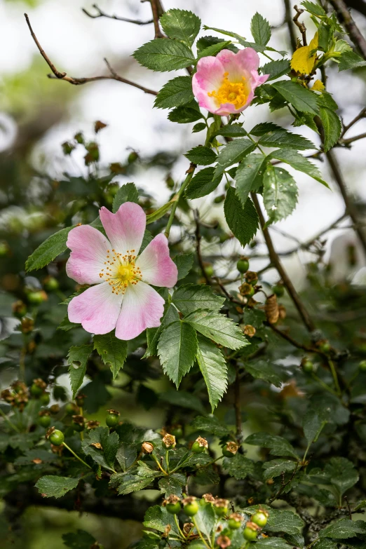 a tree with pink and yellow flowers growing on it