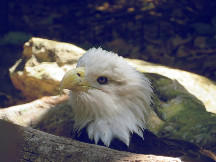 an eagle sitting next to rocks and a tree