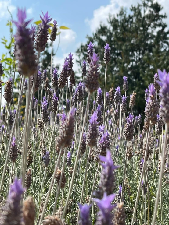 purple flowers in front of the blue sky