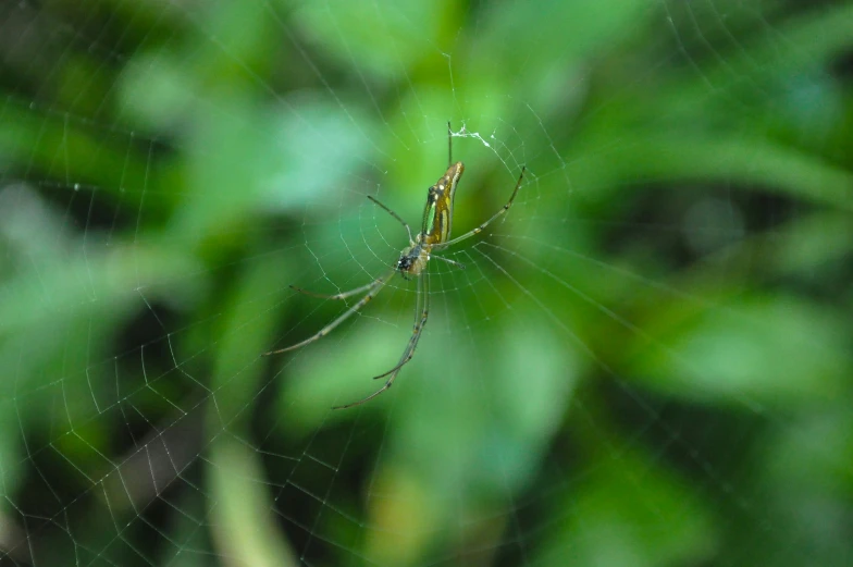 a close up s of a spider on its web