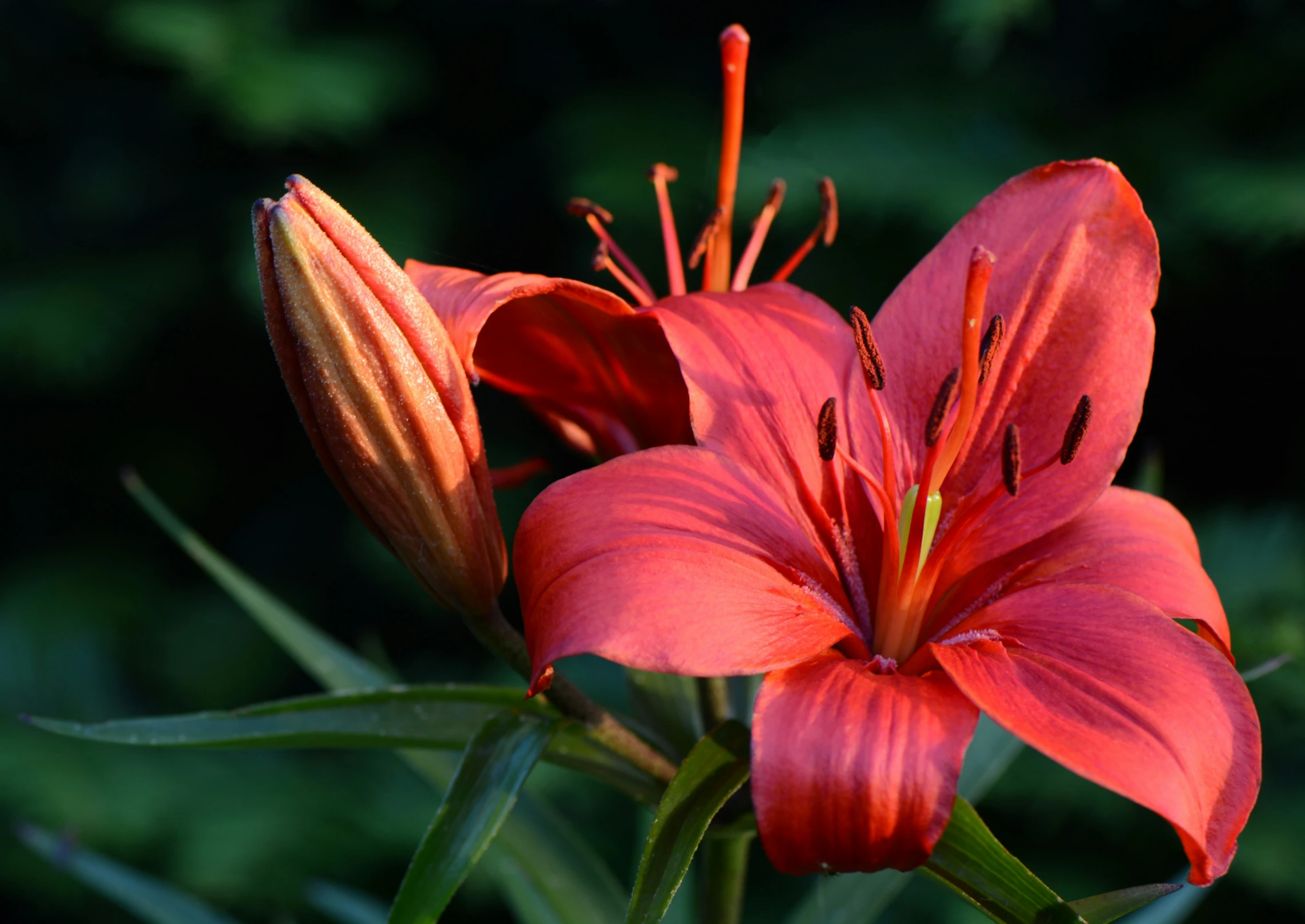 the bright red flower has bright, shiny centers