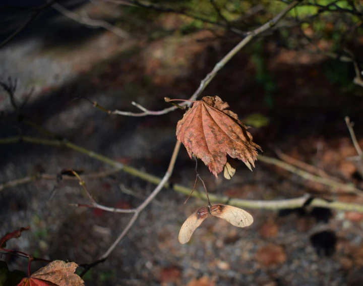 an image of a leaf that is on a nch