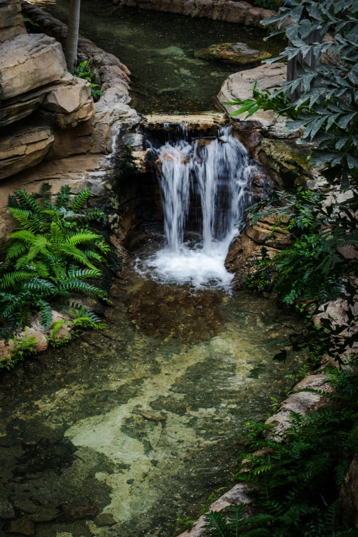 a stream flows down to the edge of a pond surrounded by plants and rocks