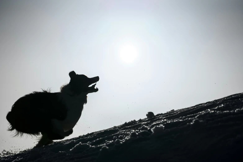 a dog is looking into the distance while standing in the snow