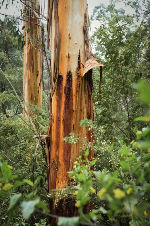 an unrespahed pine tree is showing bark on its trunk