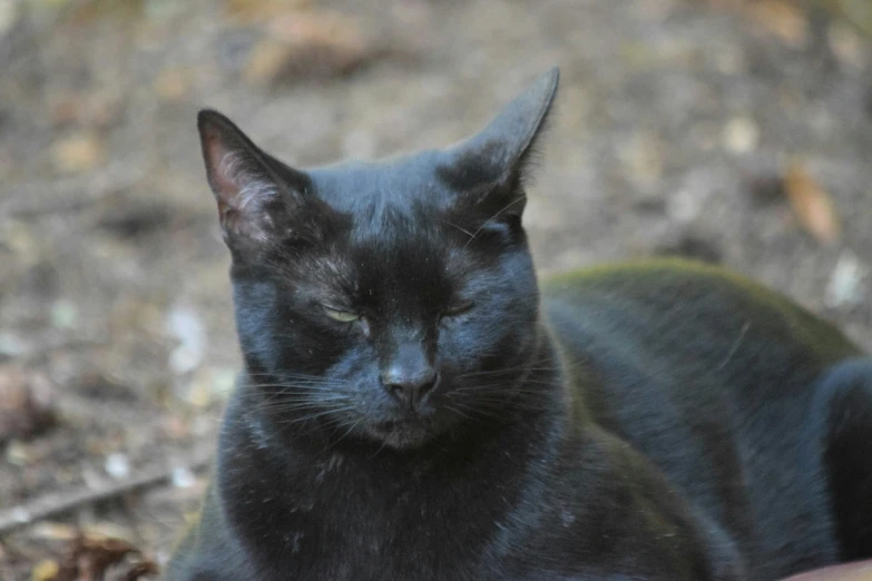 a black cat is looking at the camera