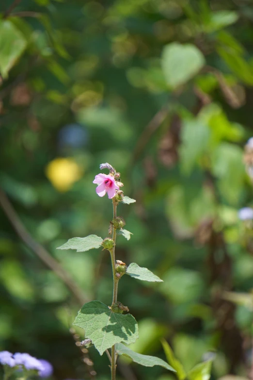 pink flowers growing in the wild and trees in background