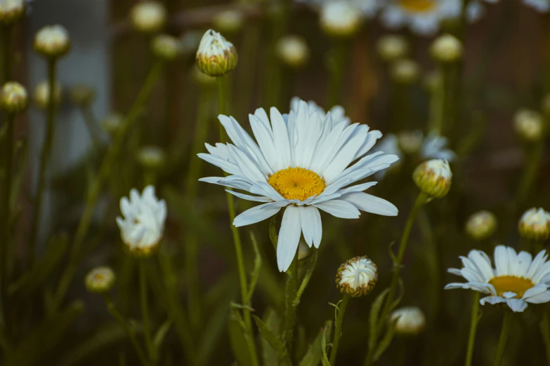 the daisy's are white and orange with yellow center