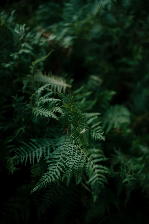 ferns are abundant with leaves turning to the side