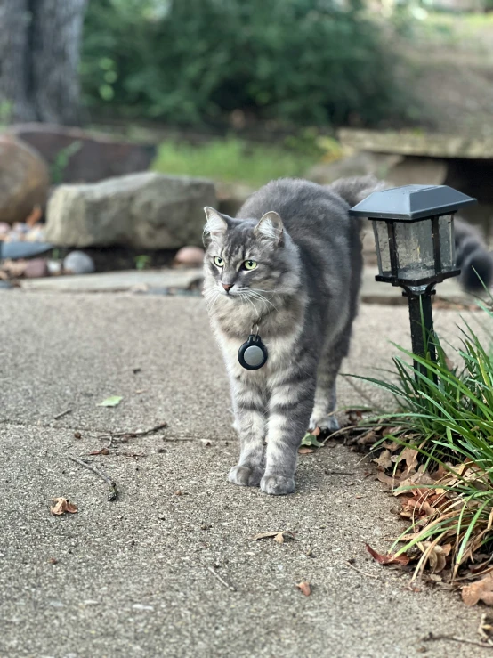 a grey and white striped cat is next to a light and grass