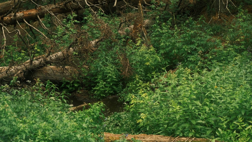 there is a log sticking out from the ground