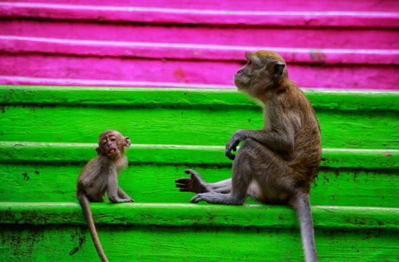 two monkeys are sitting and playing in the green steps