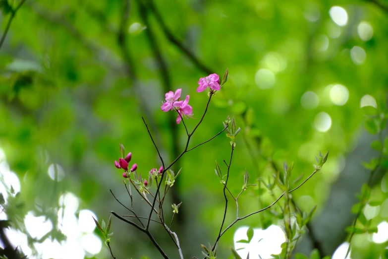 a small pink flower on some kind of green nch