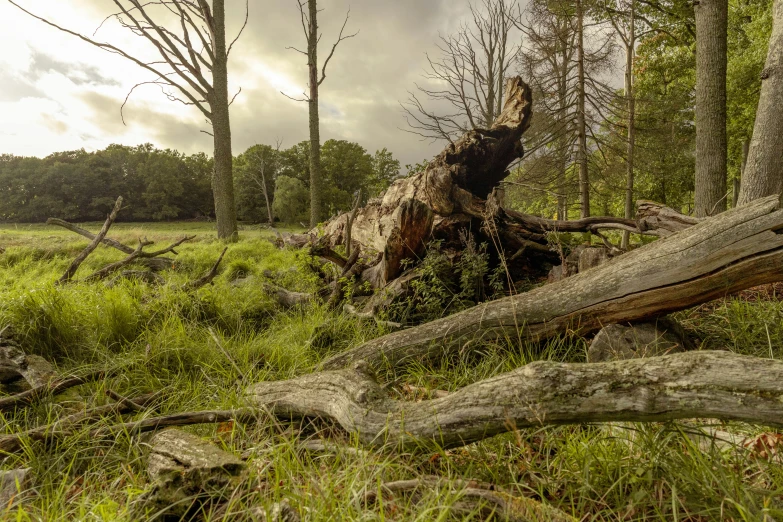 fallen tree lying in the forest with cloudy sky