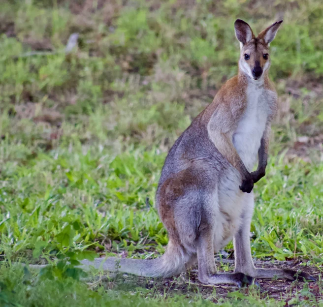 a kangaroo standing on its hind legs and paws in the air