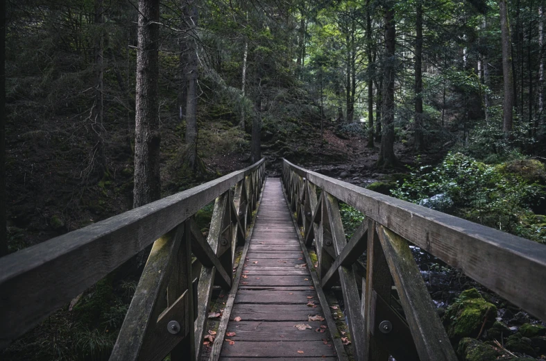 the bridge is located in the middle of a forest