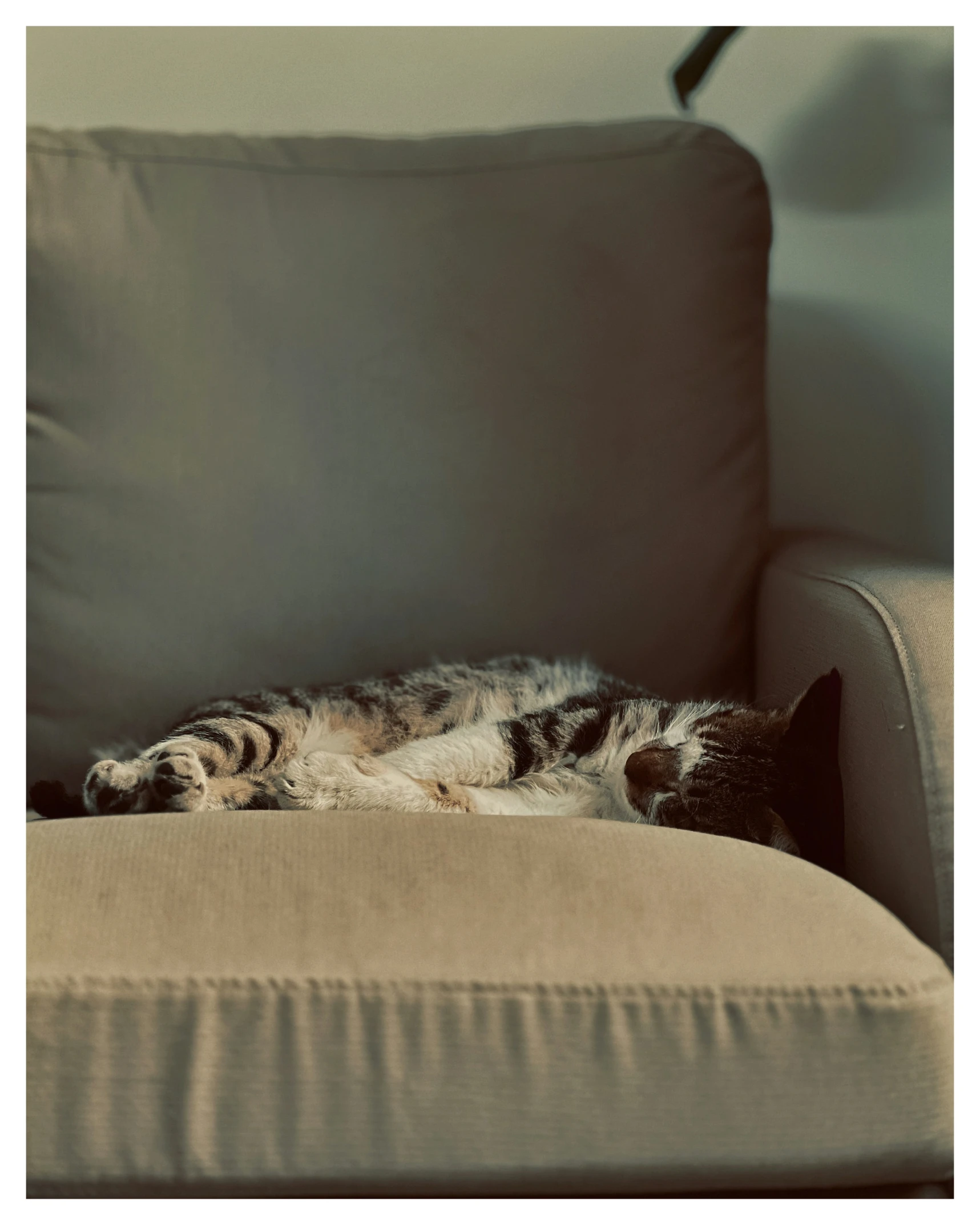 the cat is relaxing on the chair on the floor