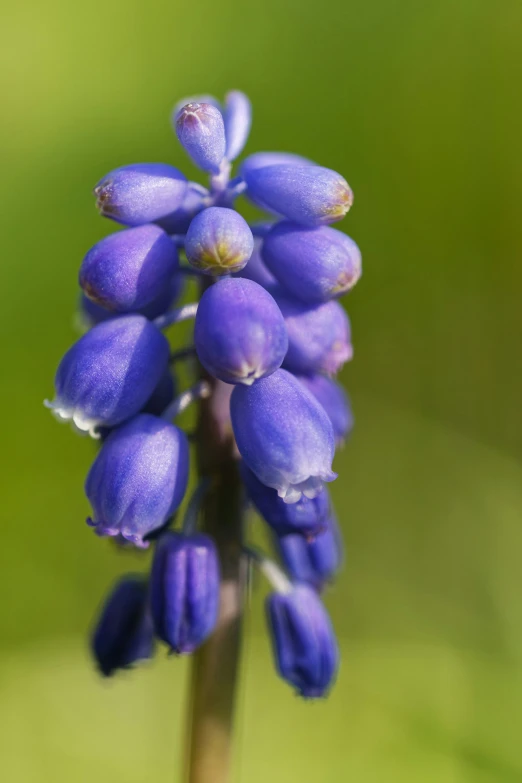 a purple flower is pictured with lots of tiny flowers in the center