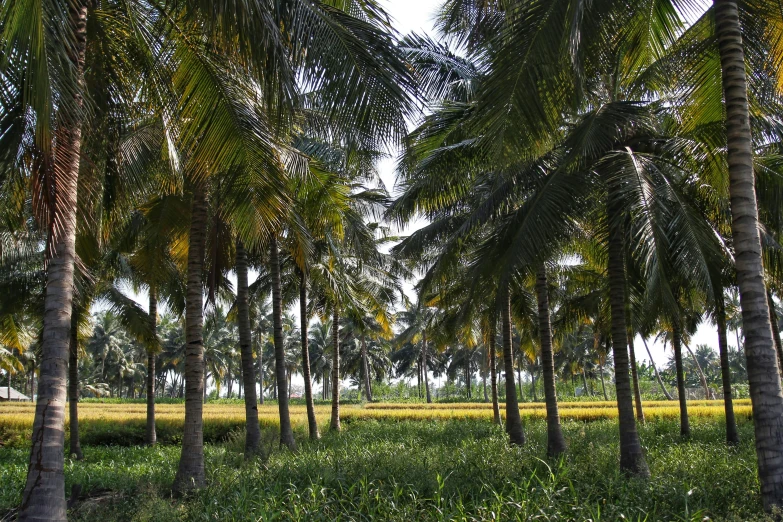 palm trees in a large field with some grass