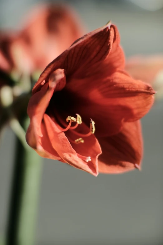 the bloom of a flower in the sunlight