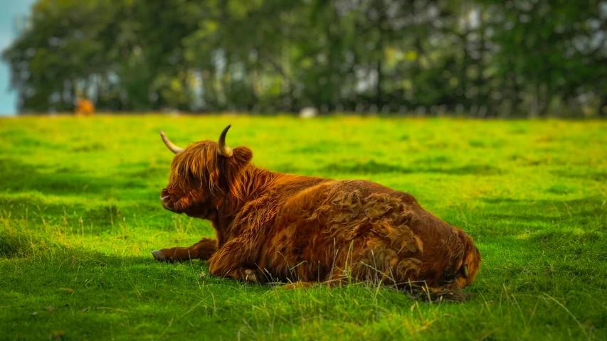 a cow sitting in the grass with it's horns tied down