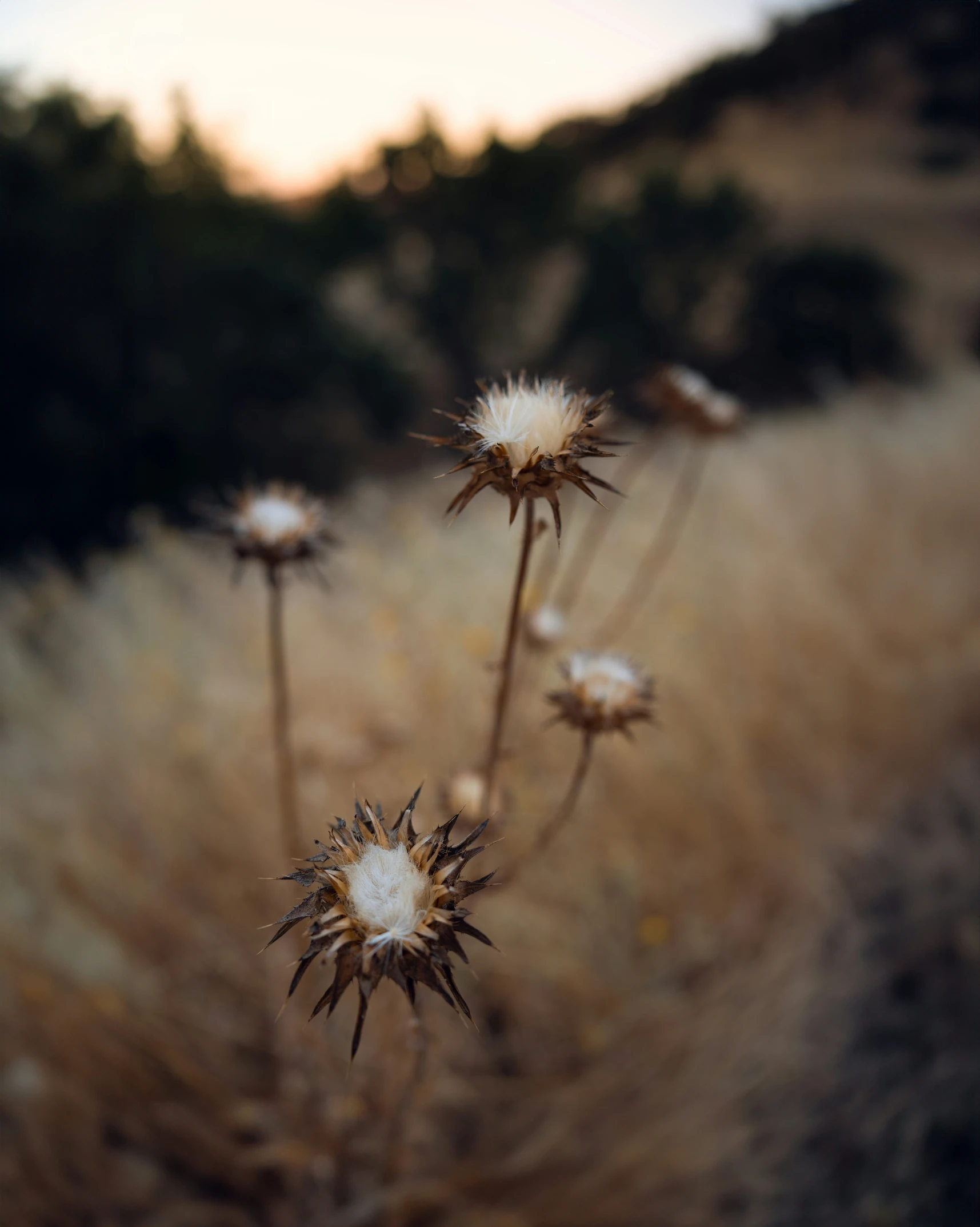 the plants are in a field with tall grass