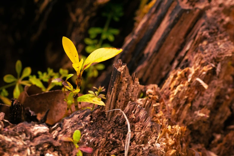 a small, green plant growing in the dirt