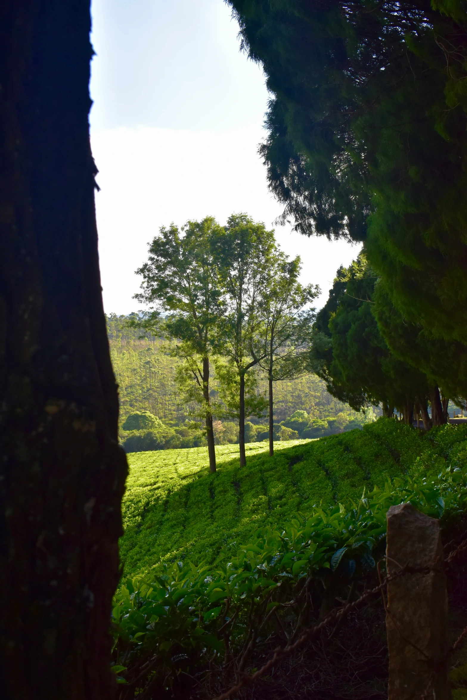 a lush green hillside covered in grass and trees